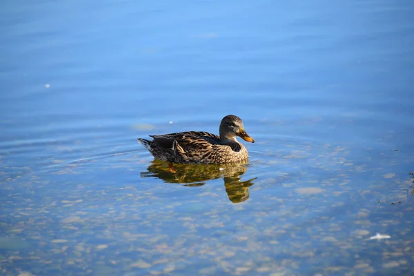 Pond Water Duck Birds Wildlife Nature Fauna — Stock Photo, Image