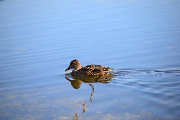 Aussichtsreiche Aussicht Auf Süße Stockente Der Natur — Stockfoto