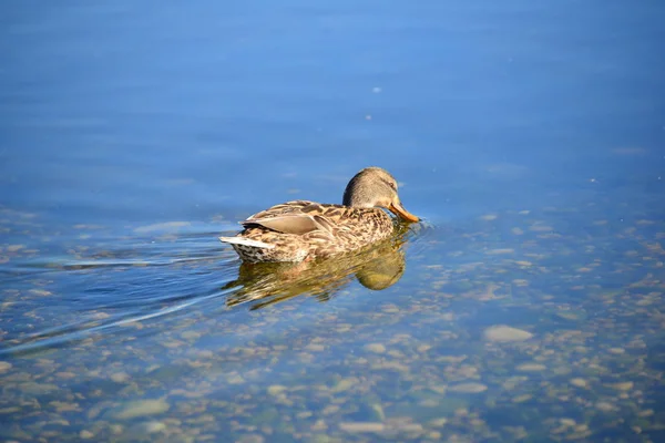 Vacker Utsikt Över Söt Gräsänder Vid Naturen — Stockfoto