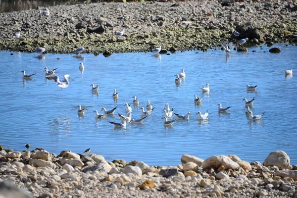 Möwen Mittelmeer Spanien — Stockfoto