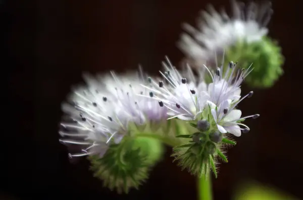 Mooie Bloemen Bloem Concept Achtergrond — Stockfoto