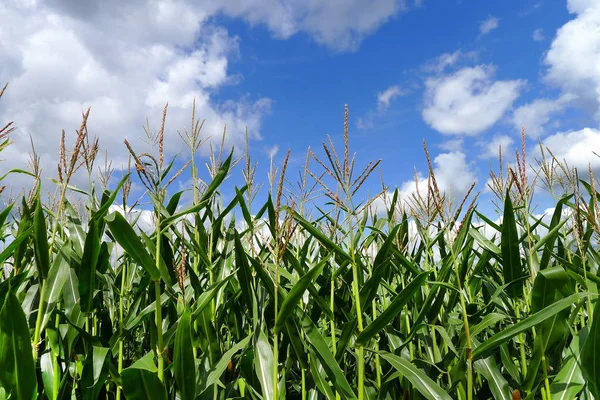 Maispflanzen Gegen Blauen Und Weißen Himmel — Stockfoto