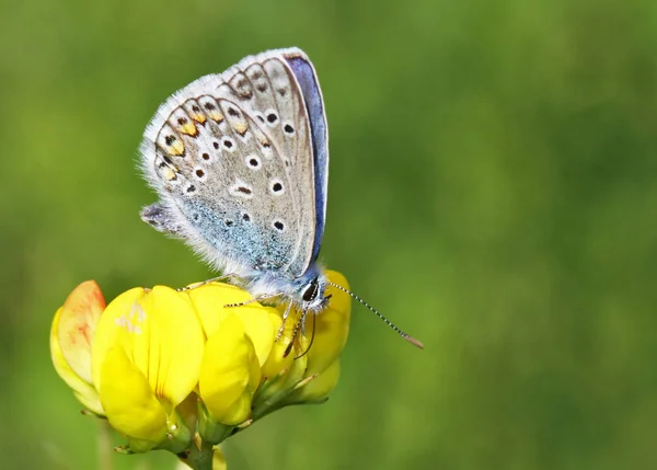 Bluebird Kwiat Koncepcja Dzikości — Zdjęcie stockowe