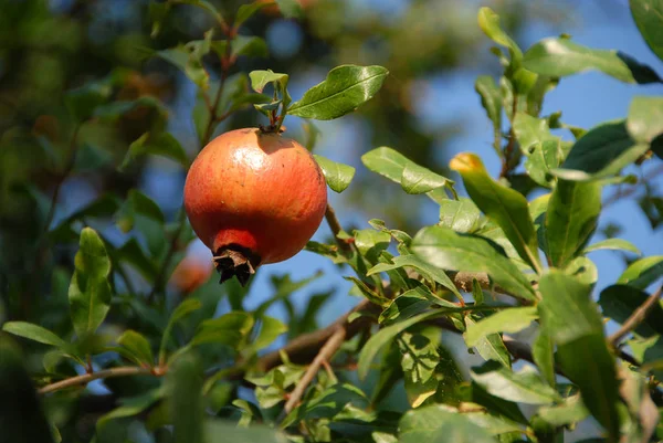 Frische Rote Granatapfelfrüchte Sommerfrüchte — Stockfoto