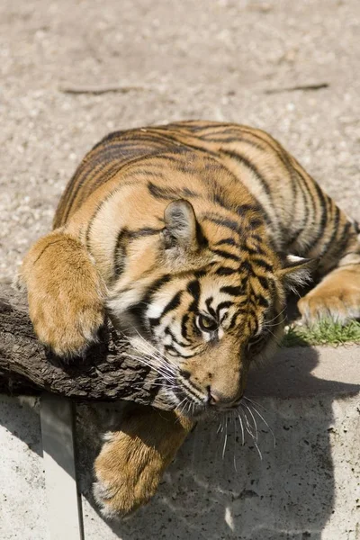 Katachtige Roofdier Wilde Tijger — Stockfoto