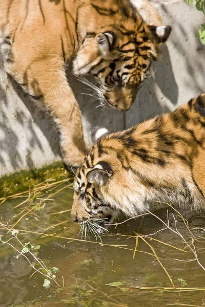 Vadon Élő Tigris Macska Ragadozó — Stock Fotó