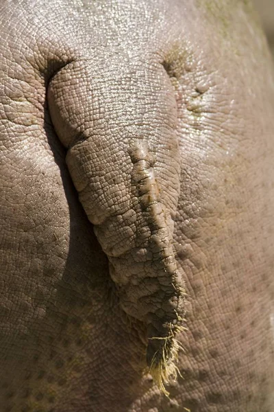 Close Van Een Jonge Olifant — Stockfoto