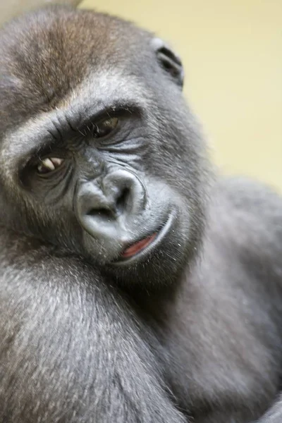 Gorilla Tier Affe Tropische Flora Und Fauna — Stockfoto