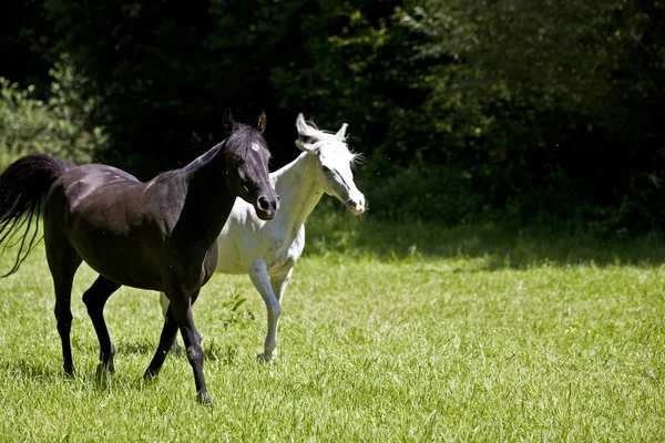 Caballo Blanco Negro Paddock Helmstadt Alemania —  Fotos de Stock