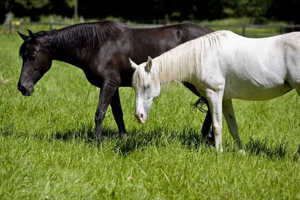 Cavalo Preto Branco Paddock Helmstadt Alemão — Fotografia de Stock