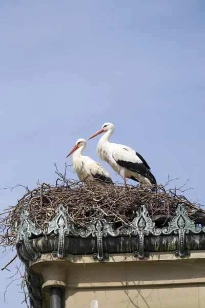 自然界の美しいコウノトリの風景 — ストック写真