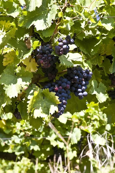 Vineyards Gundelsheim Germany — Stock Photo, Image