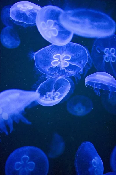 Podwodne Morze Meduzy Morskie Stworzenie Życia — Zdjęcie stockowe