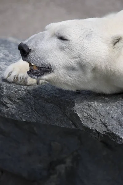 Bianco Predatore Dell Orso Polare — Foto Stock