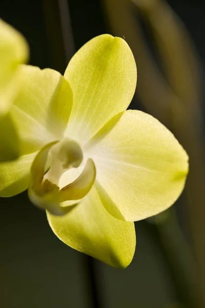 Belles Fleurs Orchidée Fleurissent — Photo