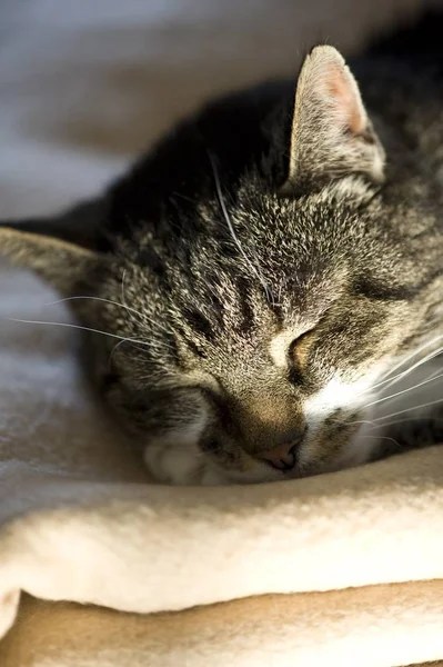Κοιμισμένη Γάτα Στο Ταβάνι — Φωτογραφία Αρχείου