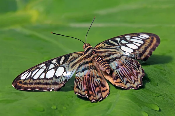 Borboleta Tropical Parthenos Sylvia — Fotografia de Stock