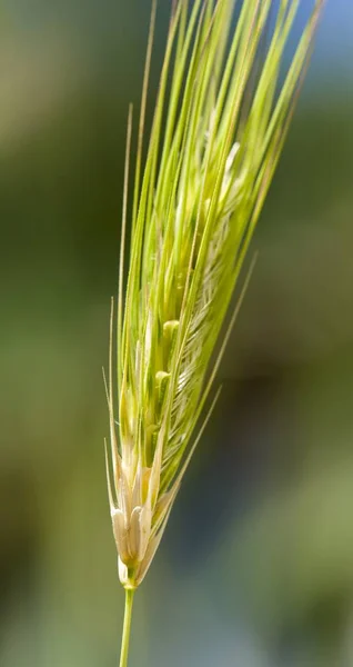 Close Ear Rye — стоковое фото