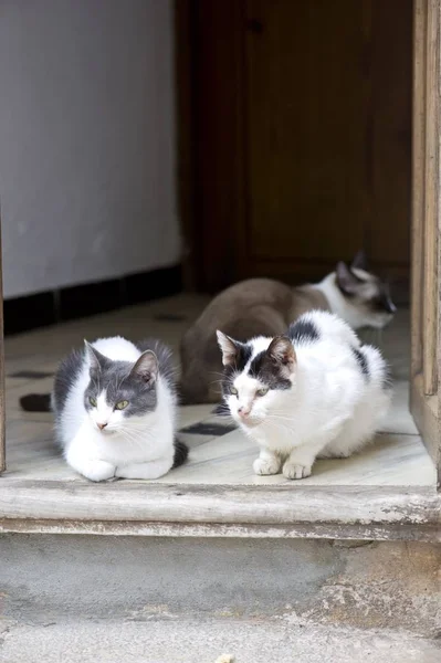 Macska Ban Egy Ajtó Ban Valldemossa Mallorca Ban Spanyolország — Stock Fotó