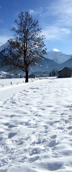 Árbol Solitario Una Caminata Invernal Bregenzerwald — Foto de Stock