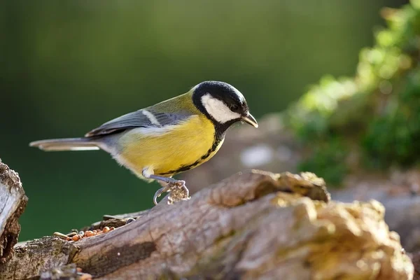 Scenic View Beautiful Great Tit Bird — Stockfoto