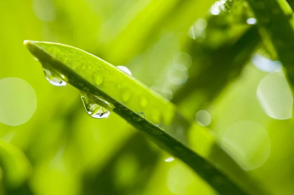 Grass Dew Drops Raindrop — Stock Photo, Image