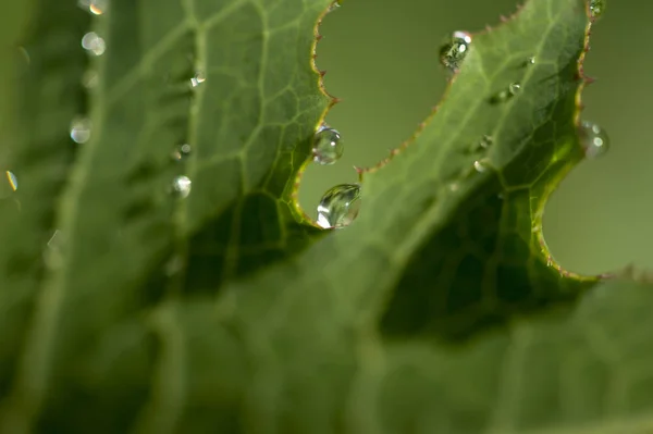 Grass Dew Drops Raindrop — Stock Photo, Image