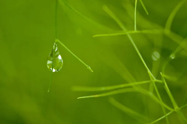 Grama Com Gotas Orvalho Gota Chuva — Fotografia de Stock