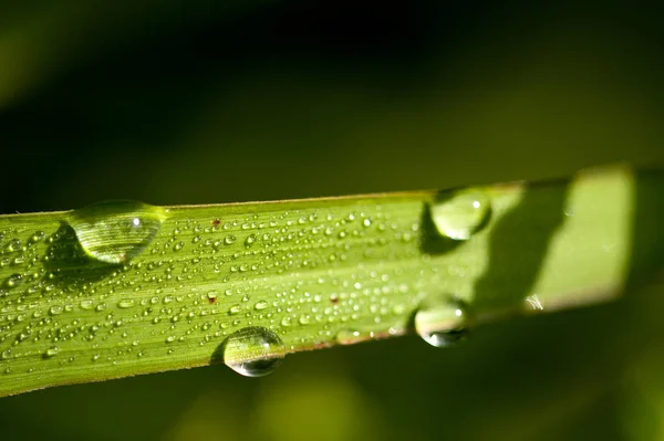 露が降る草雨が降る草 — ストック写真