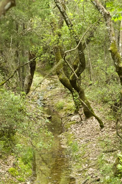 Verde Natura Selvaggia Burrone Sull Isola Sinistra Grecia — Foto Stock