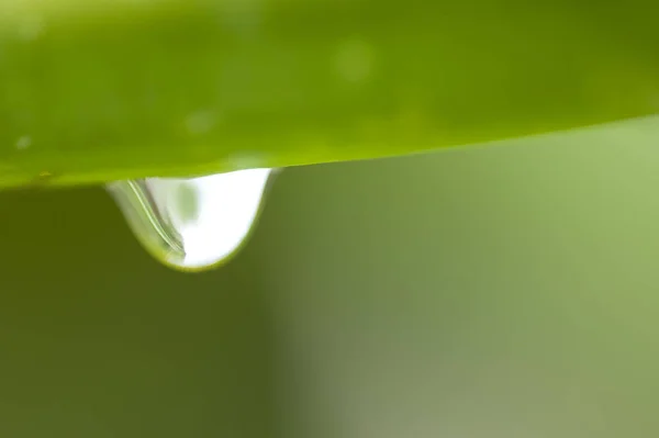 Grama Com Gotas Orvalho Gota Chuva — Fotografia de Stock