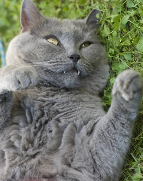 Portrait Cute Cat — Stock Photo, Image