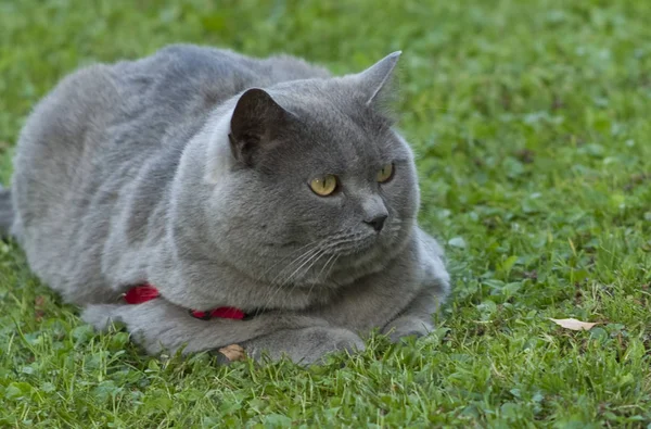 Portrait Cute Cat — Stock Photo, Image