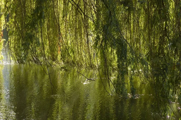 Willow Hangs Its Branches River Neckar Heilbronn Germany — стокове фото