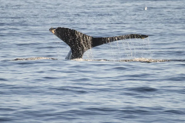 Whale Coast Monterey California Usa — Stock Photo, Image