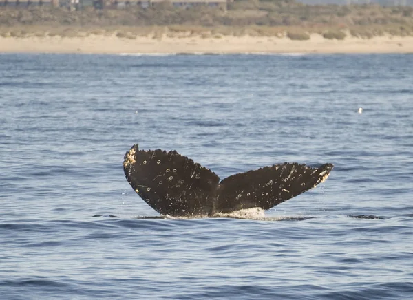 Baleia Fica Costa Monterey Califórnia Eua — Fotografia de Stock