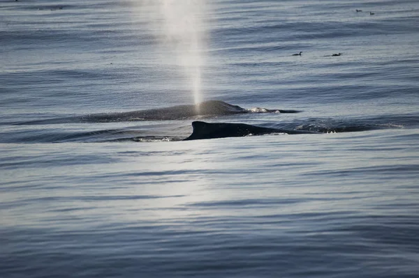 pilot whale fish in water, nature