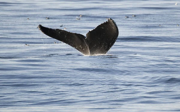 カリフォルニア州モントレーの海岸にあるクジラは — ストック写真