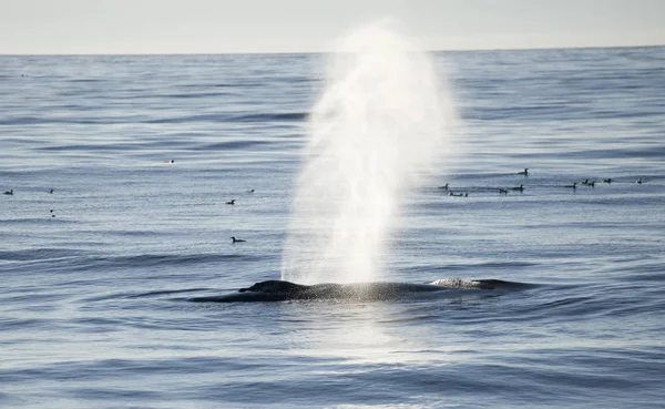 水の中のパイロットクジラの魚 — ストック写真