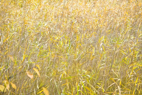 Осенняя Трава Кастелрута Дождевых Клещах — стоковое фото