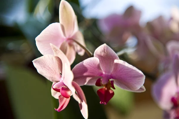 Closeup Phalaenopsis Orchid — Stock Photo, Image