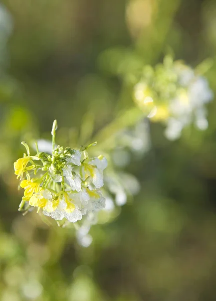 美しい花や花のコンセプト自然背景 — ストック写真