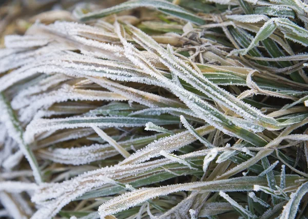 Hierba Helada Campo Neunkirchen Alemania Invierno — Foto de Stock