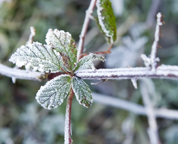 Bevroren Plant Een Veld Neunkirchen Duitsland Winter — Stockfoto