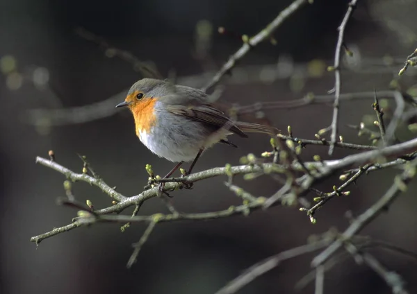 Робин Нас Обычная Певчая Птица Характеризуется Своей Оранжевой Груди — стоковое фото
