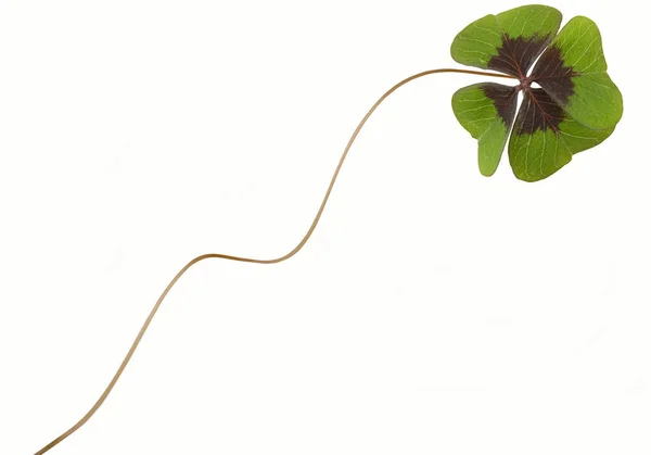 Clover Leaf Lucky Four Leaf — Stock Photo, Image