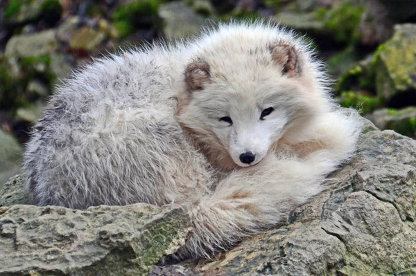白色可爱毛茸茸的北极狐狸 — 图库照片