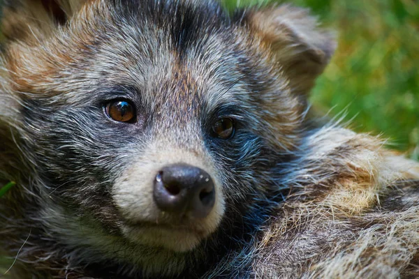 Waschbär Hund Nyctereutes Procyonoides Waschbär Hund Tanuki — Stockfoto