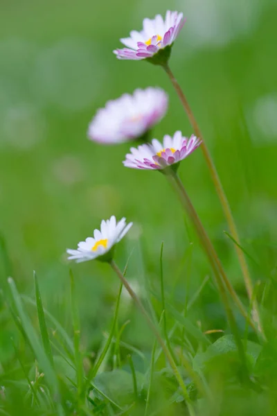 Daisy Full Bloom — Stock Photo, Image