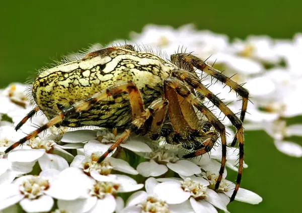 Spin Dier Eng Insect — Stockfoto